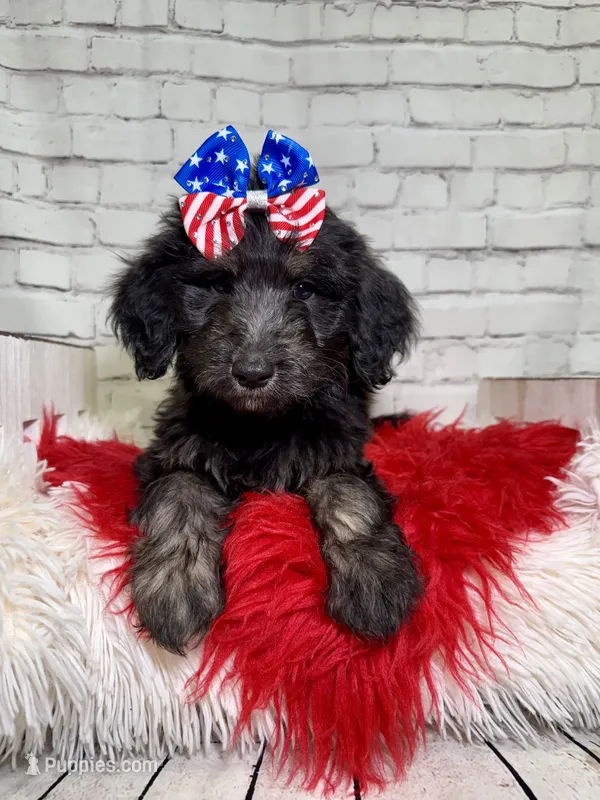 Sloan – Shepadoodle puppy for sale in Concord, NC
