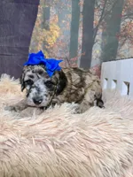 Coraline, a female Miniature Goldendoodle for sale in Concord, NC – 2 of 3