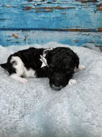 Bryson, a male Poodle - Standard  for sale in Concord, NC – 2 of 3