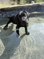 Moses, a male Labrador Retriever for sale in Concord, NC – 7 of 7