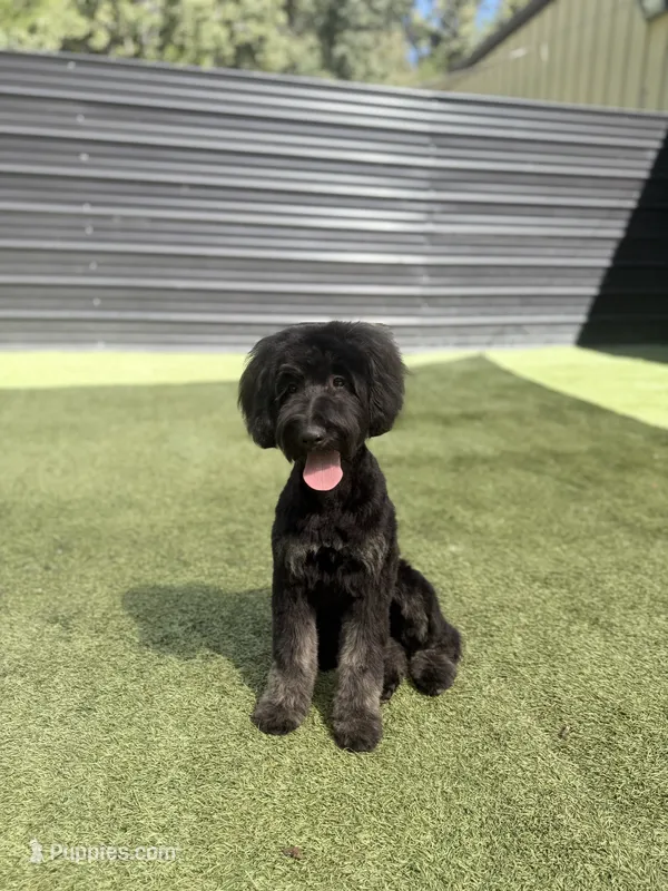 Trudy – Poodle - Miniature , Shepadoodle puppy for sale in Concord, NC