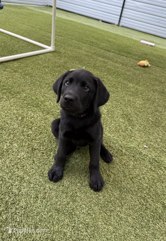 Noah – Labrador Retriever puppy for sale in Concord, NC