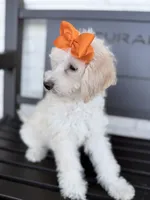 Clarissa, a female Miniature Goldendoodle for sale in Concord, NC – 4 of 7