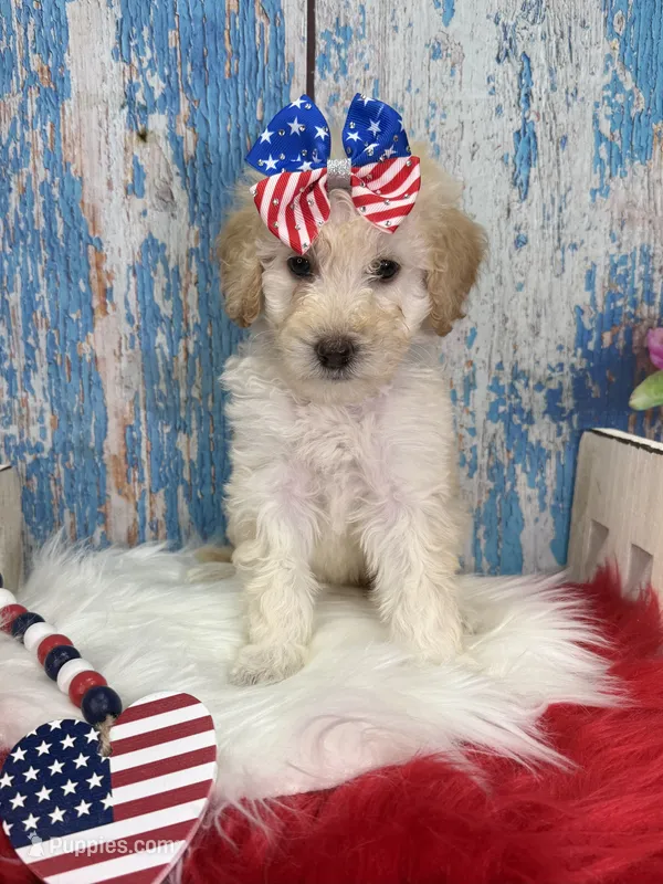 Reina – Miniature Bernedoodle puppy for sale in Concord, NC