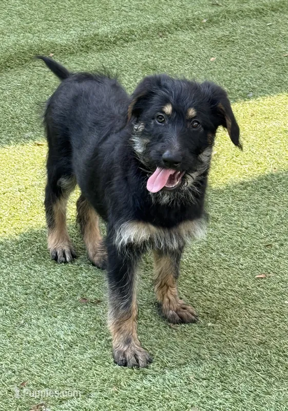 Sydney – Shepadoodle puppy for sale in Concord, NC