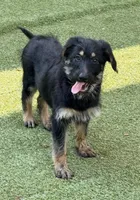 Sydney, a female Shepadoodle for sale in Concord, NC – 1 of 3