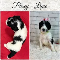 Posey, a female Shepadoodle for sale in Concord, NC – 3 of 3