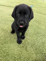 Junia, a female Labrador Retriever for sale in Concord, NC – 2 of 10