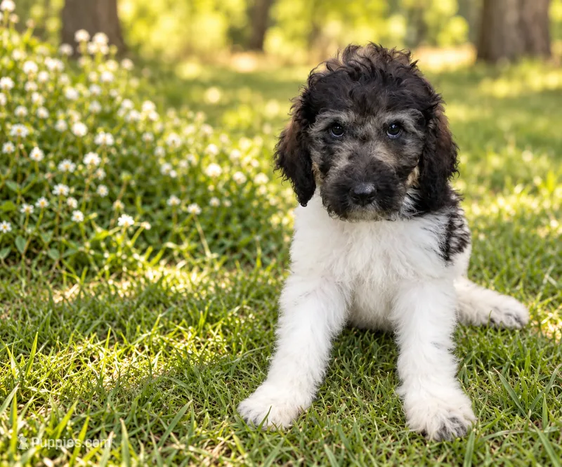 Belen – Poodle - Standard  puppy for sale in Concord, NC
