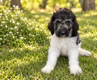 Belen, a female Poodle - Standard  for sale in Concord, NC – 1 of 5