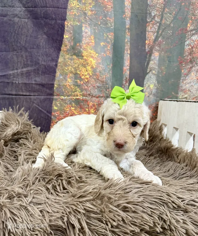 Celeste – Miniature Goldendoodle puppy for sale in Concord, NC