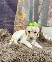 Celeste, a female Miniature Goldendoodle for sale in Concord, NC – 1 of 2