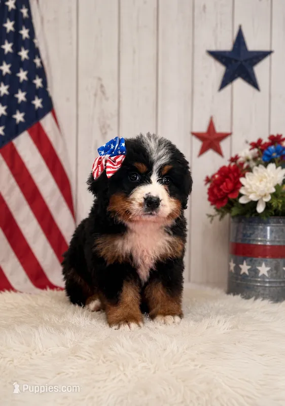 Velma – Bernese Mountain Dog puppy for sale in Concord, NC