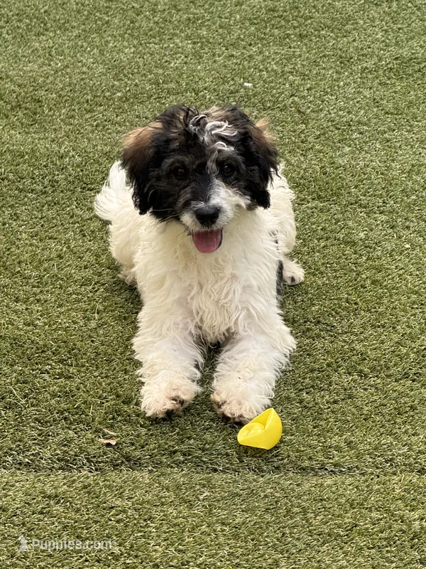 Reba – Miniature Bernedoodle puppy for sale in Concord, NC