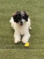 Reba, a female Miniature Bernedoodle for sale in Concord, NC – 1 of 9