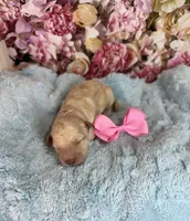 Rosalind, a female Miniature Bernedoodle for sale in Concord, NC – Photo 3 of 5