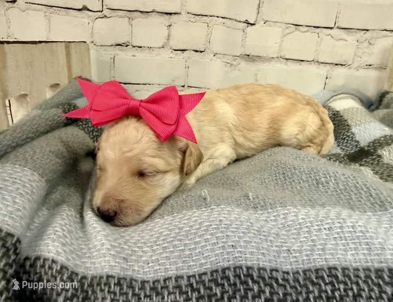 Rosalind, a female Miniature Bernedoodle for sale in Concord, NC – Photo 1 of 5