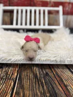 Rosalind, a female Miniature Bernedoodle for sale in Concord, NC – Photo 4 of 5