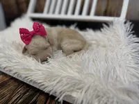 Rosalind, a female Miniature Bernedoodle for sale in Concord, NC – Photo 2 of 5