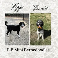 Rosalind, a female Miniature Bernedoodle for sale in Concord, NC – Photo 5 of 5