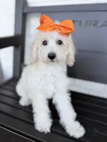 Clarissa, a female Miniature Goldendoodle for sale in Concord, NC – 3 of 7