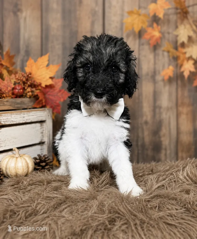 Bryson – Poodle - Standard  puppy for sale in Concord, NC
