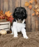 Bryson, a male Poodle - Standard  for sale in Concord, NC – 2 of 5