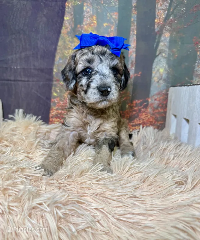 Coraline – Miniature Goldendoodle puppy for sale in Concord, NC