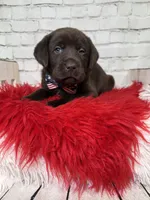 Micah, a male Labrador Retriever for sale in Concord, NC – 2 of 3