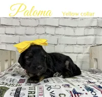 Paloma, a female Shepadoodle for sale in Concord, NC – 3 of 4