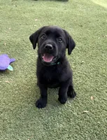 Junia, a female Labrador Retriever for sale in Concord, NC – 4 of 10