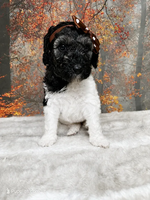Bristol – Poodle - Standard  puppy for sale in Concord, NC