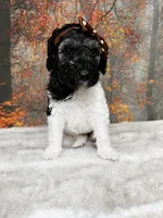 Bristol, a female Poodle - Standard  for sale in Concord, NC – 1 of 3