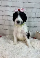 Posey, a female Shepadoodle for sale in Concord, NC – 1 of 3