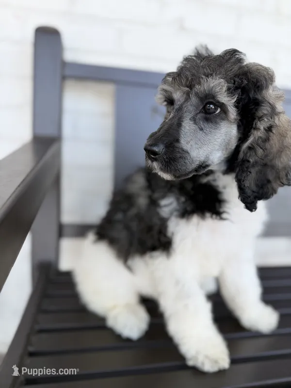 Bristol – Poodle - Standard  puppy for sale in Concord, NC
