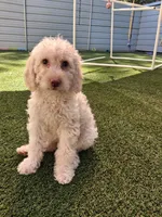 Celeste, a female Miniature Goldendoodle for sale in Concord, NC – 3 of 6