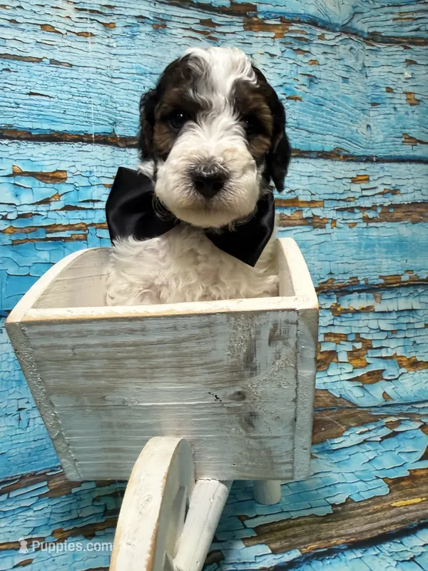 Adler – Poodle - Miniature  puppy for sale in Concord, NC