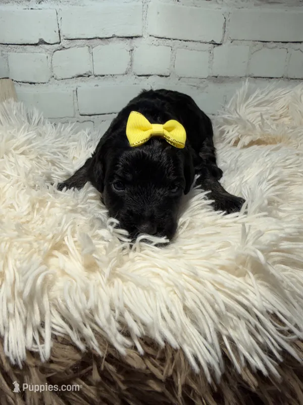 Teagan – Poodle - Miniature , Shepadoodle puppy for sale in Concord, NC