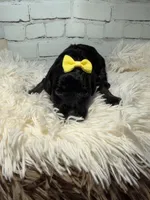 Teagan, a female Poodle - Miniature  and Shepadoodle for sale in Concord, NC – 3 of 6