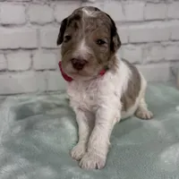 Niklaus, a male Shepadoodle for sale in Concord, NC – Photo 3 of 3