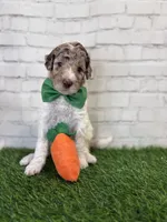 Niklaus, a male Shepadoodle for sale in Concord, NC – Photo 2 of 3