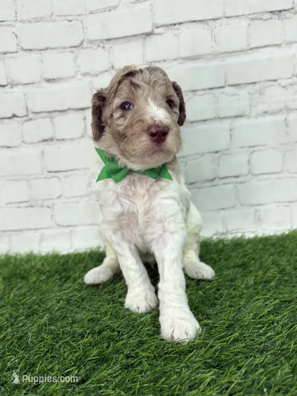 Niklaus – Shepadoodle puppy for sale in Concord, NC