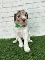 Niklaus, a male Shepadoodle for sale in Concord, NC – Photo 1 of 3