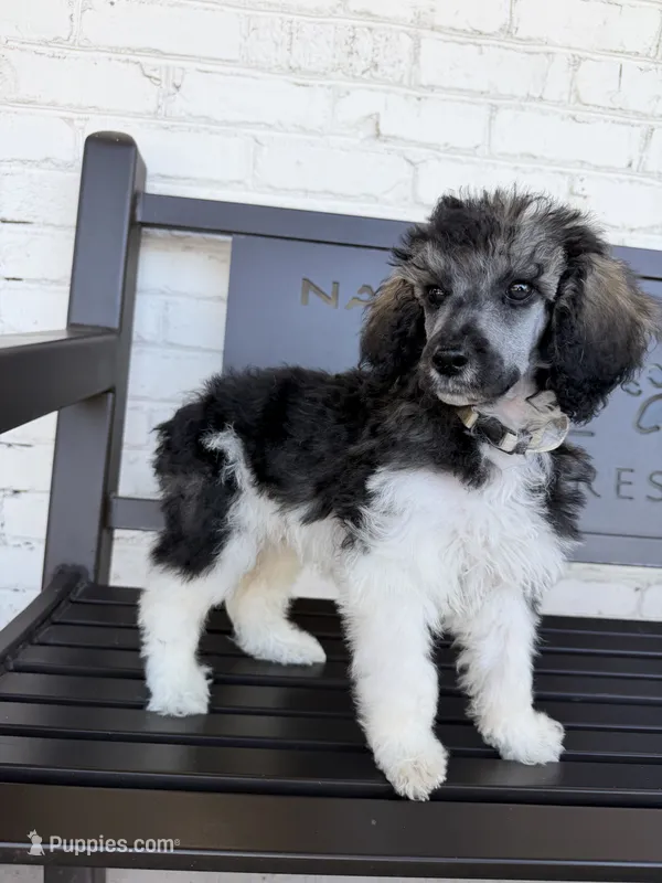 Bryson – Poodle - Standard  puppy for sale in Concord, NC