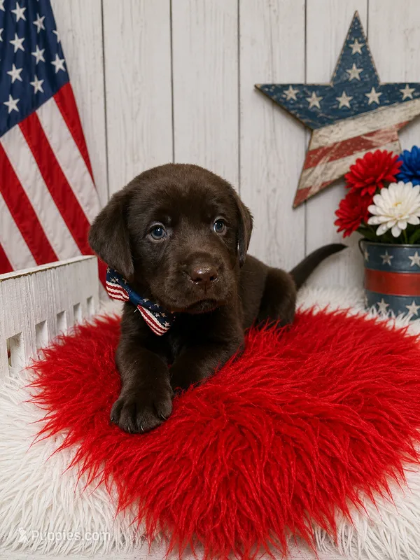 Micah – Labrador Retriever puppy for sale in Concord, NC