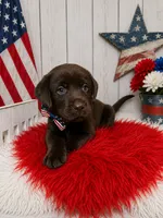 Micah, a male Labrador Retriever for sale in Concord, NC – 1 of 3