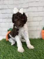 Nia, a female Shepadoodle for sale in Concord, NC – Photo 3 of 4