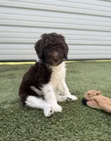Nia, a female Shepadoodle for sale in Concord, NC – Photo 2 of 4