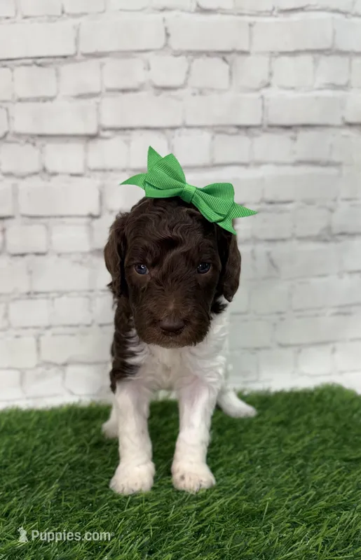 Nia – Shepadoodle puppy for sale in Concord, NC