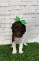 Nia, a female Shepadoodle for sale in Concord, NC – Photo 1 of 4